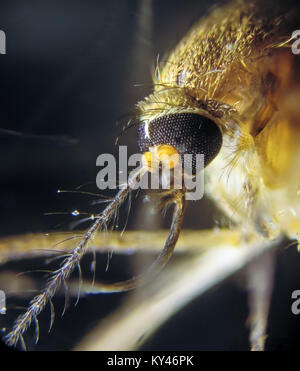 Mosquito (Culicidae, Aedes), photographed through a microscope, magnified 40 times Stock Photo