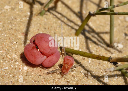 Sea Grape (Ephedra distachya) Fruit on Sand dune, at Letea Forest Stock Photo