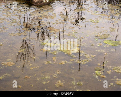 Forrest Reed Dead forrest of water reeds Stock Photo - Alamy