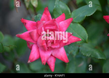 West Virginia Flower Stock Photo