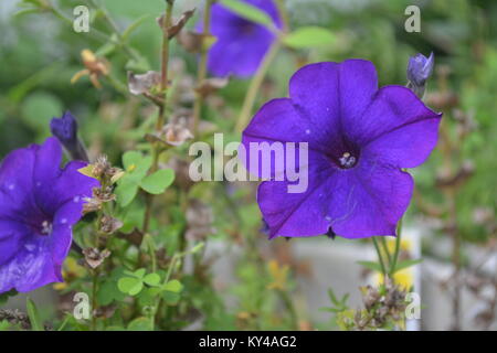 West Virginia Flower Stock Photo