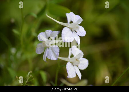 West Virginia Flower Stock Photo