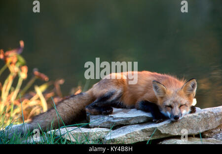 Young red fox, Vulpes vulpes, sleeping beside lake on rock in afternoon Stock Photo