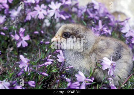 Adorable gray chick (Gallus gallus) in lavender phlox (Phlox stolonifera) in springtime, Missouri, USA. Stock Photo