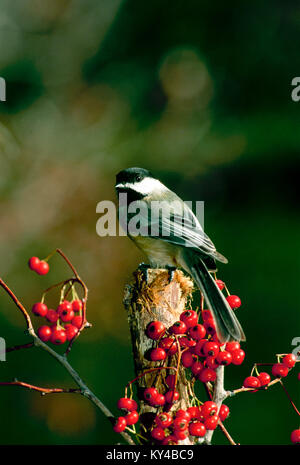 Black capped chickadee, Parus atricapillus, perched on hawthorn branch with red berries Stock Photo