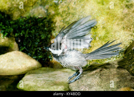 Black capped chickadee, Parus atricapillus, drying off and shaking the water after a bath in garden pool, summer,  Midwest USA Stock Photo