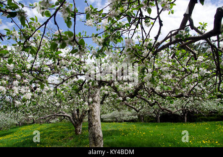 Apple trees (Malus pumila) in bloom, Hansel's orchard, North Yarmouth Maine, USA Stock Photo