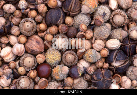 Mixed acorns and nuts in their shells close up, USA Stock Photo
