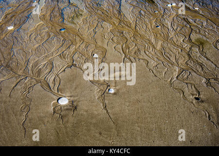 Sea sculptures on sand background texture Stock Photo