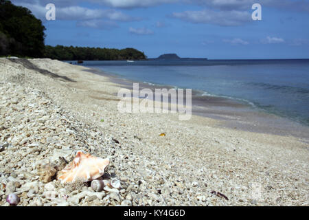 Big shell on coral beach of tropical island Efate, Vanuatu Stock Photo