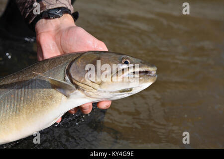 angler holding a large bull trout Stock Photo