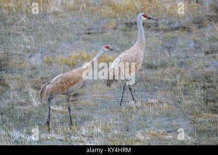 Sandhill Cranes spring-time Yellowstone National Park Stock Photo