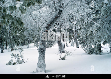 winter mountain forest with frost-covered trees, standing in deep snow Stock Photo