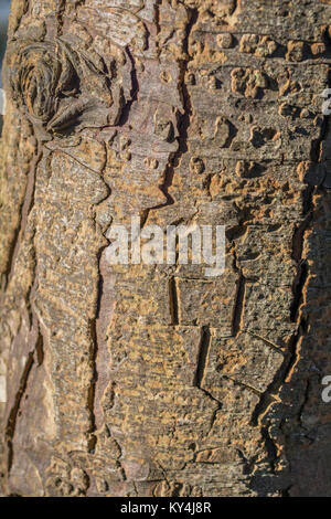 Abstract tree bark shapes in bright sunlight. Bark texture background, tree bark close up. Stock Photo