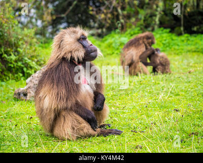 Gelada (Theropithecus gelada) monkeys in Semien Mountains, Ethiopia. Stock Photo