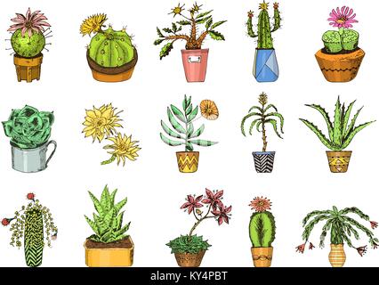 Succulents set, cactus, peyote, echeveria, haworthia, aloe vera. Green decorative plants in the teacup and pots. Floral botanical leaves engraved. hand drawn. vector collection bushes and branches. Stock Vector