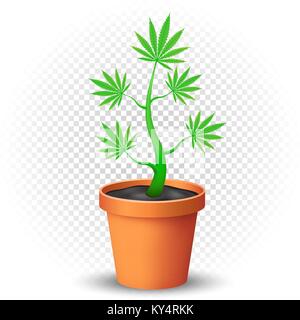 cannabis plant grows in flowerpot Stock Vector
