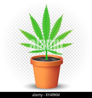 hemp grows in flowerpot Stock Vector
