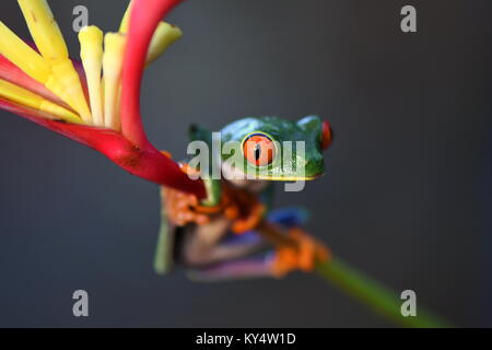 Red-eyed tree frog (Agalychnis callidryas) in Costa Rica lowland jungle Stock Photo