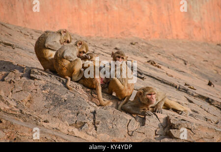 Grooming time at the Galtaji Monkey Temple, Jaipur, India Stock Photo