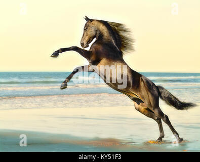Morgan Horse stallion Stock Photo