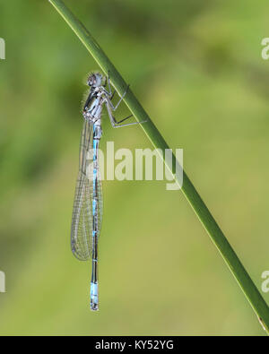 Variable Damselfly (Coenagrion pulchellum) clinging to a blade of grass. Cabragh Wetlands, Thurles, Tipperary, Ireland. Stock Photo
