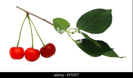 branch with berries and leaves of cherry Stock Vector
