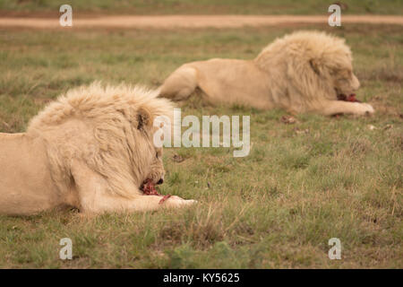 Lions eating meat Stock Photo