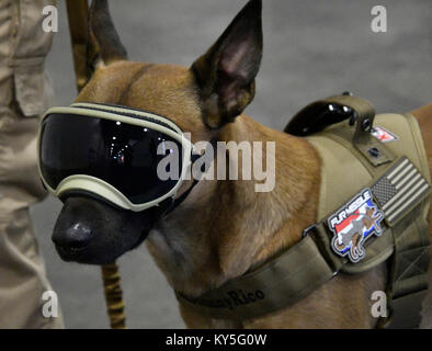 Las Vegas, USA. 12th January, 2018. Rico the security dog keeps a eye out through his high tech goggles, during the fourth and last day of the 2018 CES show. Photo by Gene Blevins/LA DailyNews/SCNG/ZumaPress. Credit: Gene Blevins/ZUMA Wire/Alamy Live News Stock Photo
