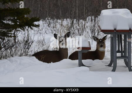 Two female white tailed deer rest in the fresh fallen snow by a picnic table also covered with snow. Stock Photo