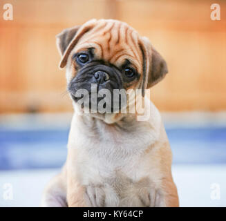 a cute chihuahua pug mix puppy (chug) looking at the camera with a head tilt in front of a fenced in pool in a backyard during summer Stock Photo