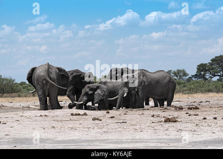 Elephant group at a waterhole in Chope National Park in Botswana