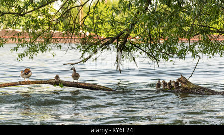 mandarin duck family at water in the city Stock Photo