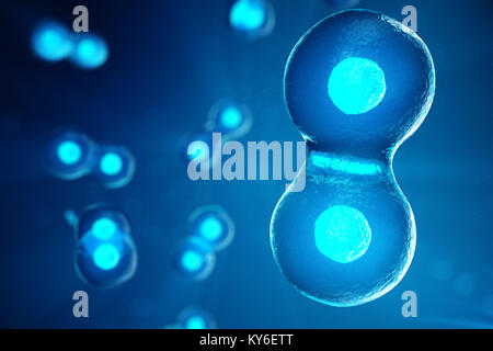 A morula is an early stage embryo consisting of cells , Stem cell ...
