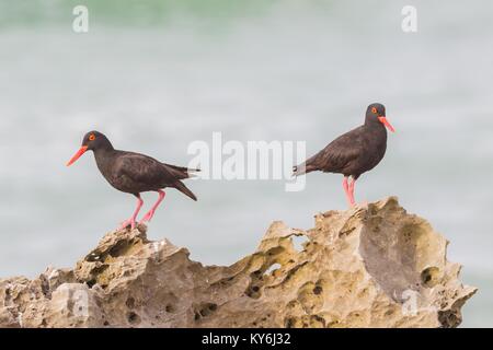 Black oystercatchers, Haematopus moquini, perch on rocks at De Hoop Nature Reserve, Overberg, Western Cape Province, South Africa. Stock Photo