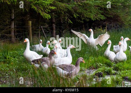 Muddy freerange geese on a farm in County Donegal, Ireland Stock Photo