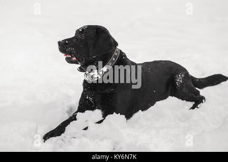 Portrait of cute funny black labrador dog laying happily outdoors in white fresh snow on frosty winter day. Stock Photo