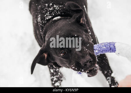 Closeup portrait of cute funny face of young black labrador dog playing happily outdoors in white fresh snow on frosty winter day. Point of view photo Stock Photo