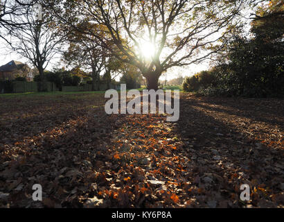 Low sun shining through an oak tree in autumn casting a shadow in the foreground Stock Photo