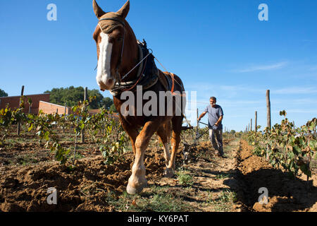 Animal traction in the vineyards. Vineyards of Raventos winery industry. Sant Sadurni d'Anoia, San Sadurni de Noya. Winery building. Catalonia Spain.  Stock Photo