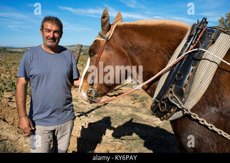 Animal traction in the vineyards. Vineyards of Raventos winery industry. Sant Sadurni d'Anoia, San Sadurni de Noya. Winery building. Catalonia Spain.  Stock Photo