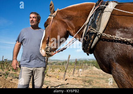 Animal traction in the vineyards. Vineyards of Raventos winery industry. Sant Sadurni d'Anoia, San Sadurni de Noya. Winery building. Catalonia Spain.  Stock Photo