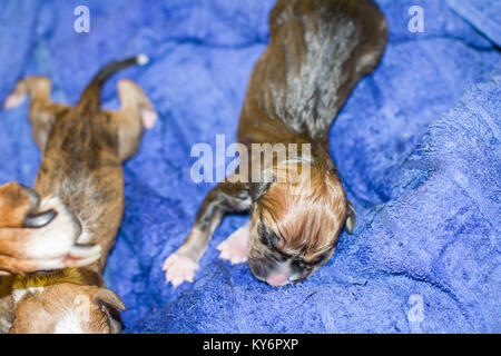 Female dog giving birth to puppies, newborn pups Stock Photo