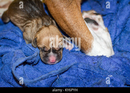 Female dog giving birth to puppies, newborn pups Stock Photo