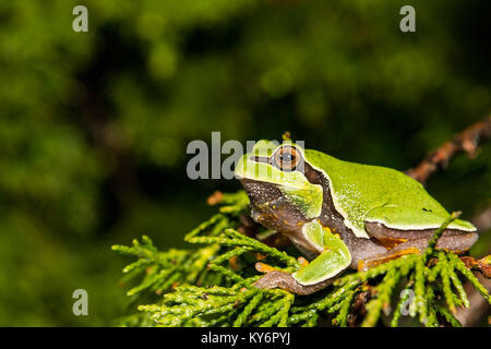 Pine Barrens Tree Frog (Hyla andersonii) Stock Photo