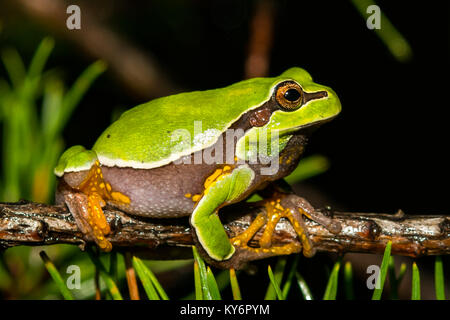Pine Barrens Tree Frog (Hyla andersonii) Stock Photo