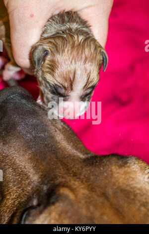 Female dog giving birth to puppies, newborn pups Stock Photo