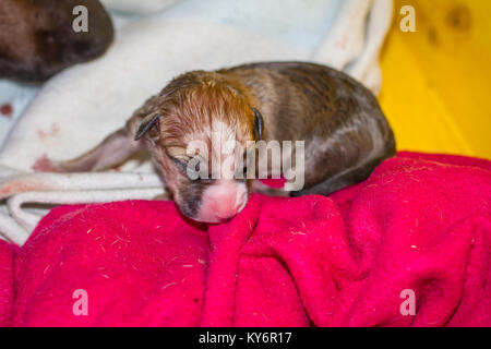 Female dog giving birth to puppies, newborn pups Stock Photo