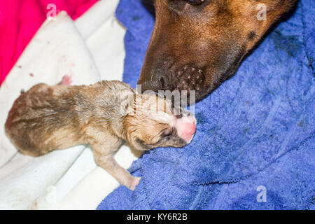 Female dog giving birth to puppies, newborn pups Stock Photo