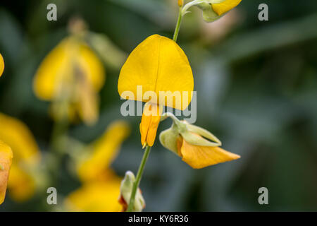 closed up CROTALARIA JUNCEA or SunHemp,yellow flowers Stock Photo